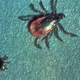 A photo of several “black-legged ticks,” formally known as Ixodes scapularis,